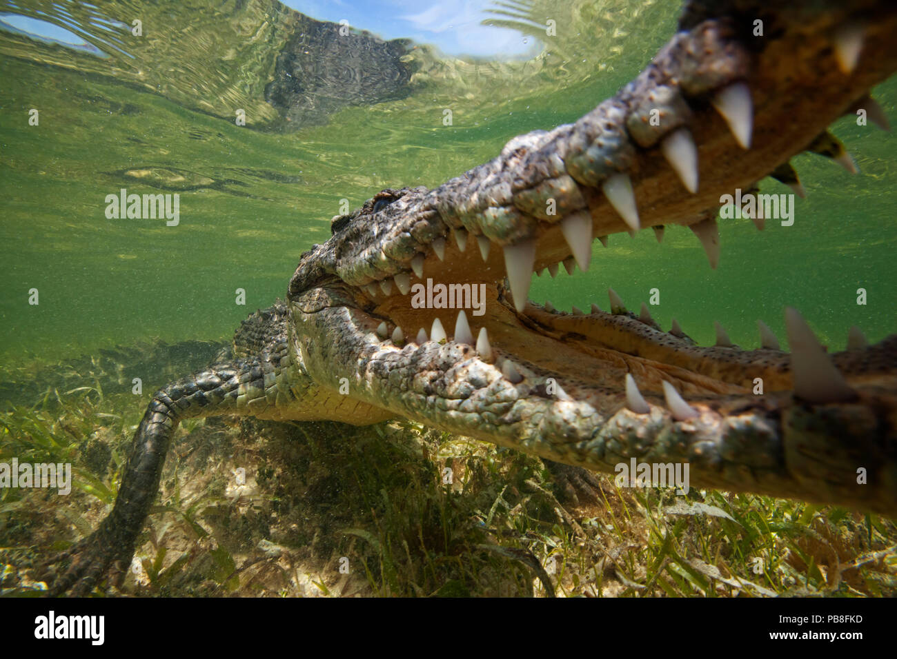 American crocodile (Crocodylus acutus) extreme close up with jaws open, Banco Chinchorro Biosphere Reserve, Caribbean region, Mexico Stock Photo