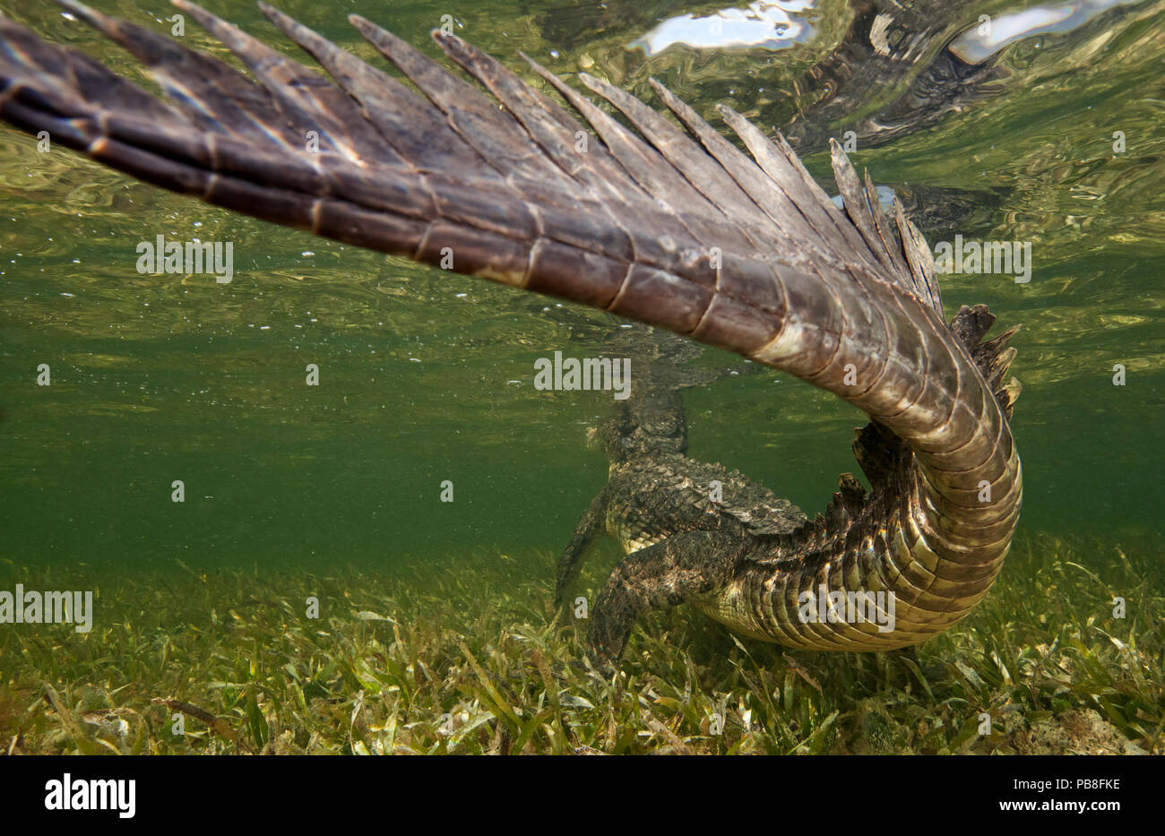 American crocodile (Crocodylus acutus) rear view of animal resting in shallow water, close up of tail, Banco Chinchorro Biosphere Reserve, Caribbean region, Mexico Stock Photo