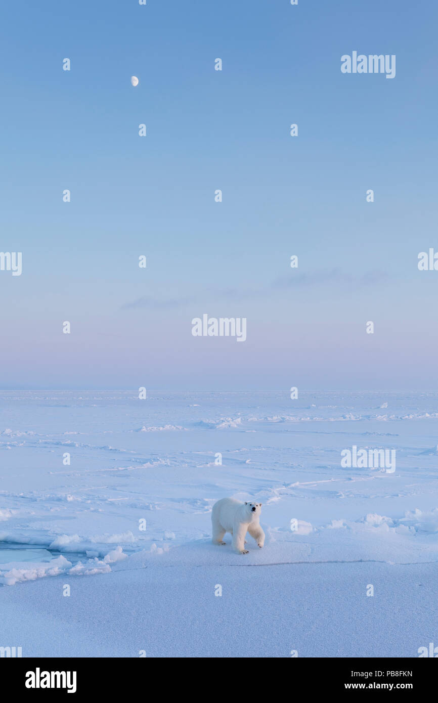 Polar Bear (Ursus maritimus) on icefield with moon in late winter, Svalbard, Spitsbergen, Norway, April Stock Photo