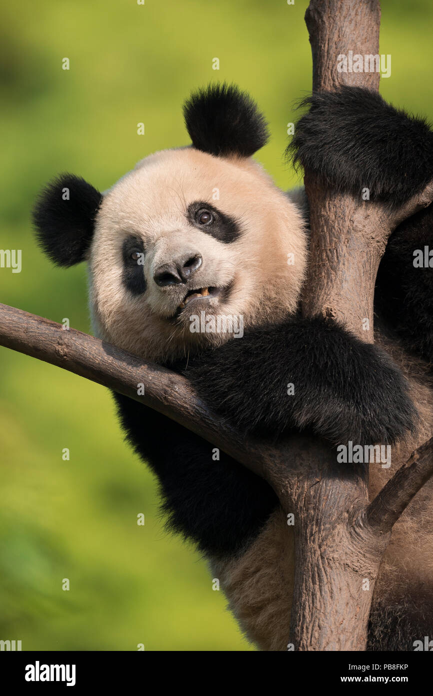 Giant panda (Ailuropoda melanoleuca) in tree, captive, China Stock Photo