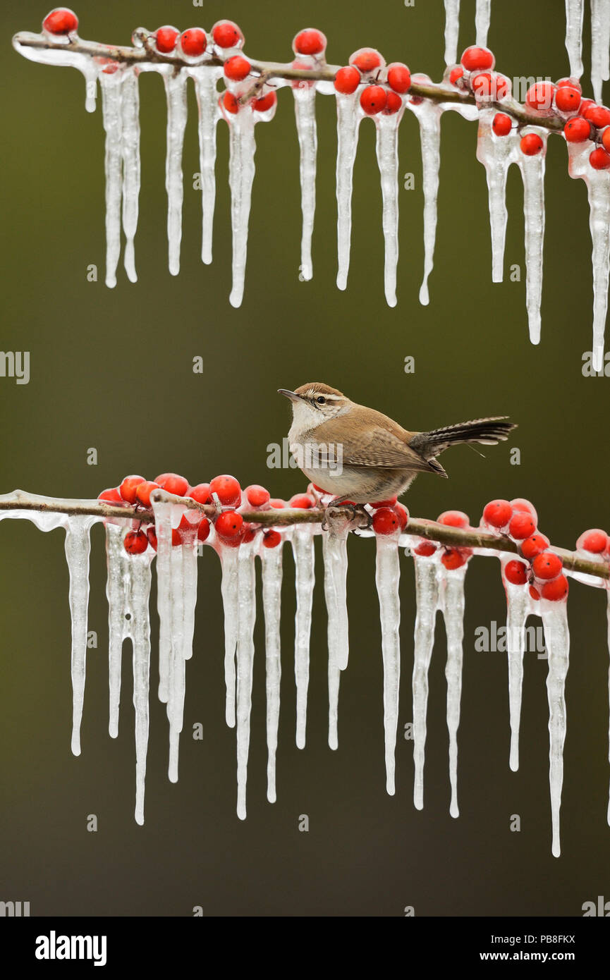 Bewick's wren (Thryomanes bewickii), adult perched on icy branch of Possum Haw Holly (Ilex decidua) with berries, Hill Country, Texas, USA. February Stock Photo