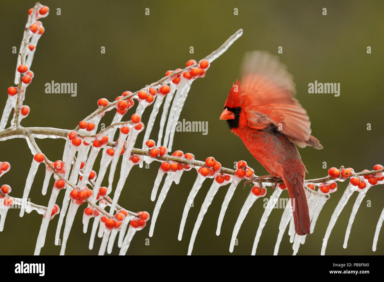 Northern Cardinal (Cardinalis cardinalis), adult male perched on icy branch of Possum Haw Holly (Ilex decidua) with berries, Hill Country, Texas, USA. February Stock Photo