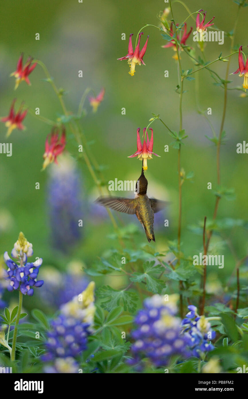 Black-chinned hummingbird (Archilochus alexandri), adult male feeding on Red Columbine (Aquilegia canadensis) flowers growing with  Texas Bluebonnet (Lupinus texensis), Hill Country, Texas, USA. April Stock Photo