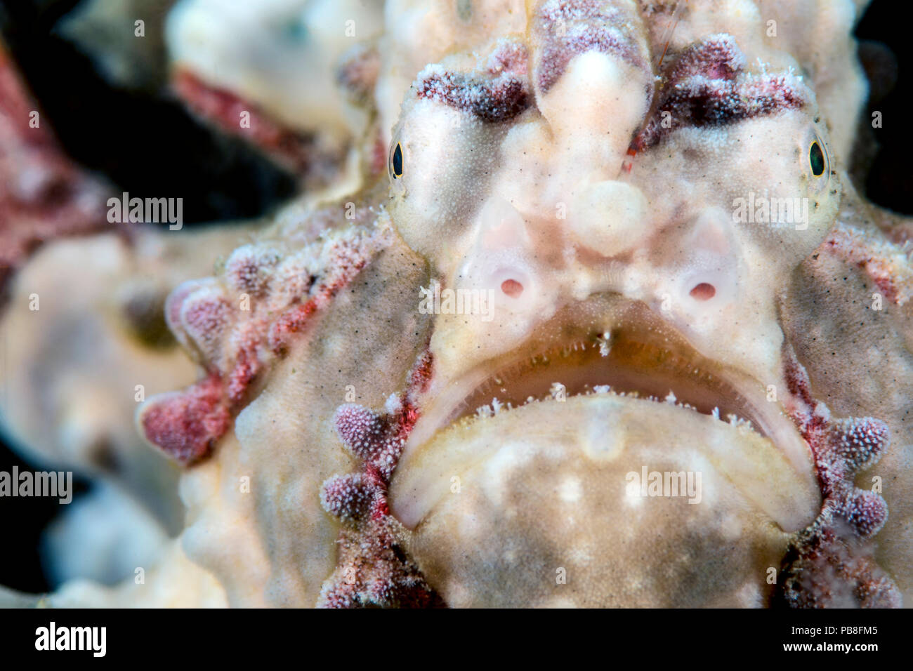 Warty / Clown frogfish (Antennarius maculatus) male portrait, Anilao, Batangas, Luzon, Philippines, March Stock Photo