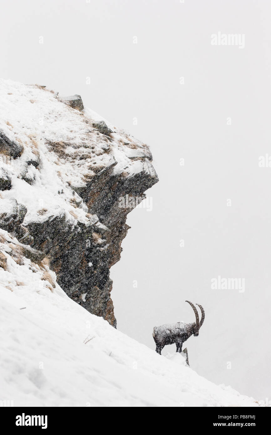 Alpine ibex (Capra ibex) male in deep snow on a ridge during heavy snowfall, Gran Paradiso National Park, the Alps, Italy. January Highly commended in the Portfolio category of the Terre Sauvage Nature Images Awards 2017. Stock Photo