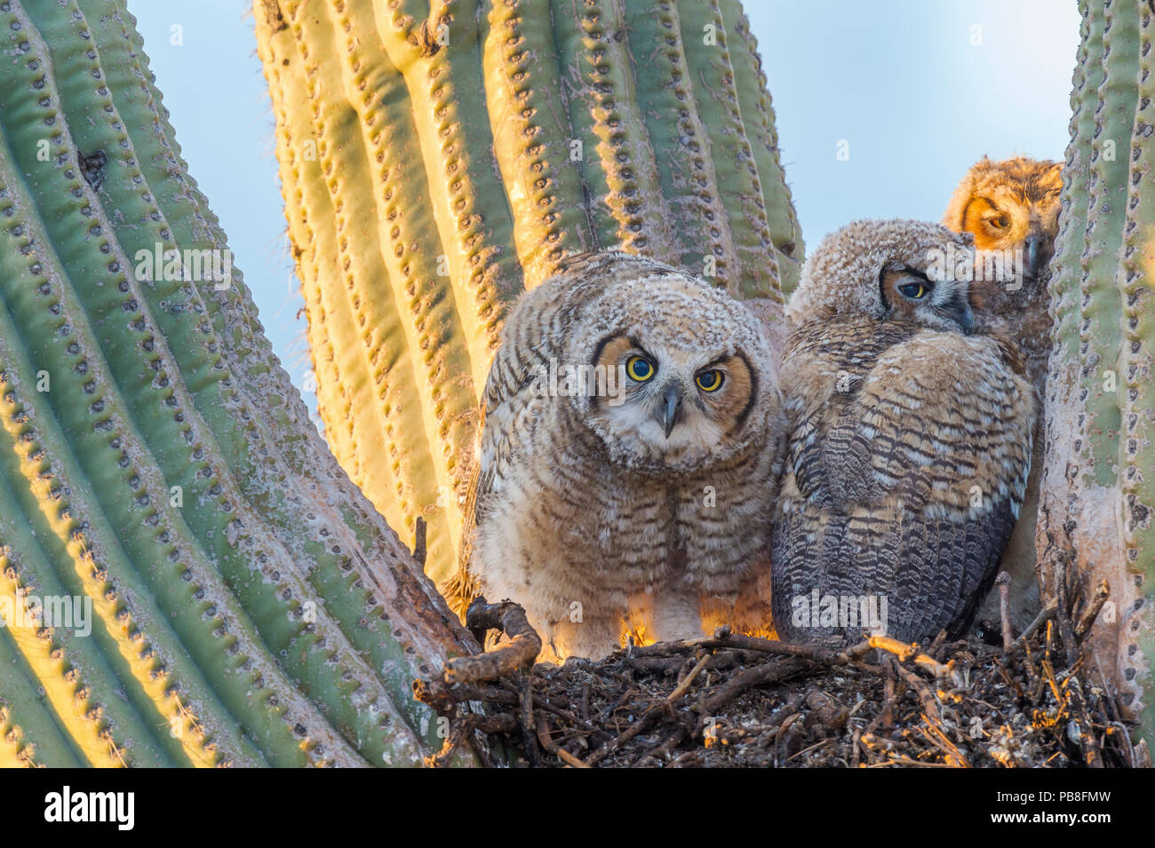 Great horned owl (Bubo virginianus) chicks in nest in Saguaro cactus (Carnegiea gigantea), Santa Catalina Mountains, Arizona, USA, May. Stock Photo