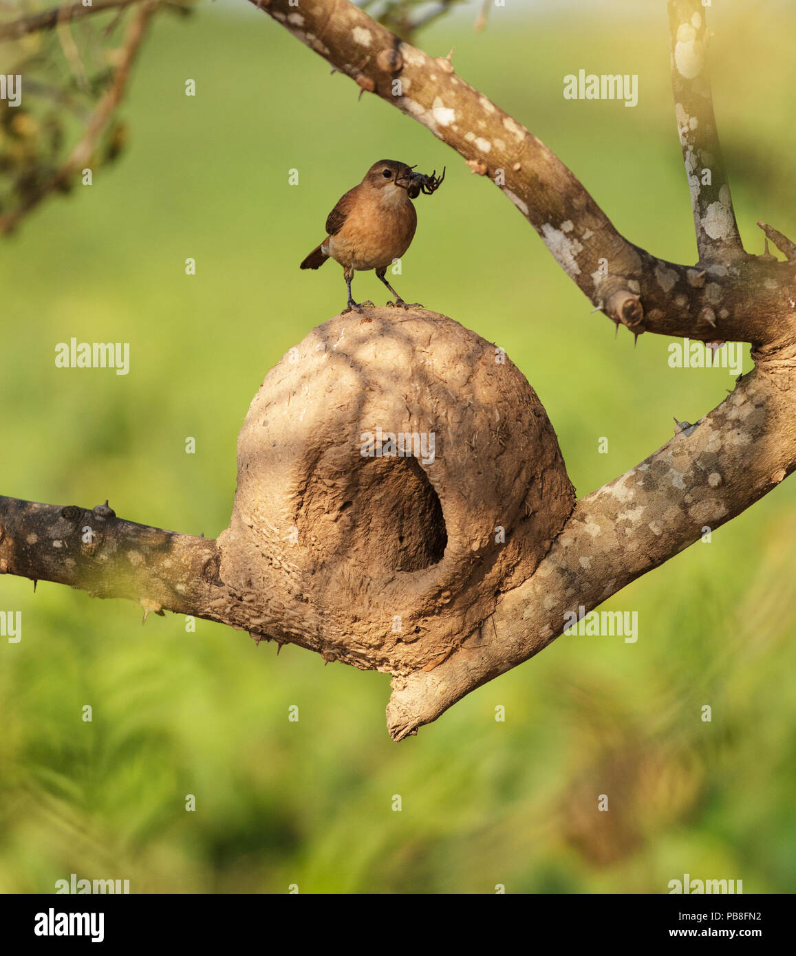 Rufous Hornero / Ovenbird (Furnarius rufus) perched on  nest, Pantanal, Brazil Stock Photo
