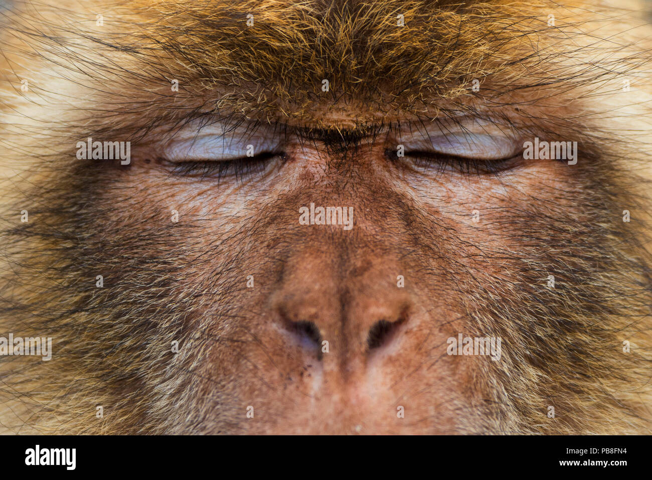 Barbary macaque (Macaca sylvanus) close up portrait, Gibraltar Nature Reserve, Gibraltar Stock Photo