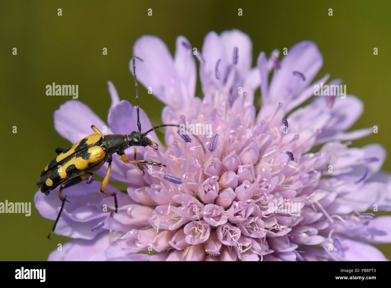 Spotted longhorn beetle (Rutpela maculata) feeding on a Field scabious flower  (Knautia arvensis) in a chalk grassland meadow, Wiltshire, UK, July. Stock Photo