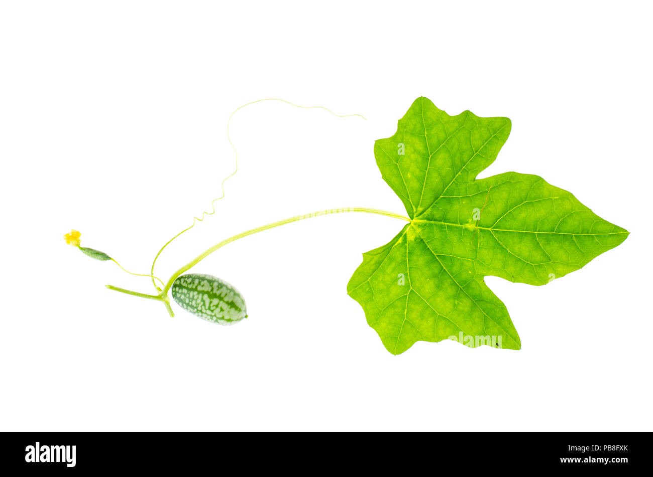 Melothria scabra, mouse melon sweet delicious vegetable, mexican fruit, plant leaves. Studio