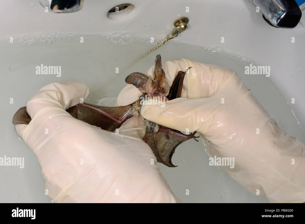 Samantha Pickering carefully washing a Brown long-eared bat (Plecotus auritus) after peeling off the flypaper it was stuck to, Barnstaple, Devon, UK, October 2015. Model released. Stock Photo