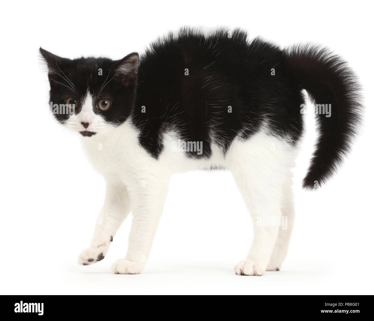 Black-and-white kitten, Loona, age 11 weeks, arching back. Stock Photo