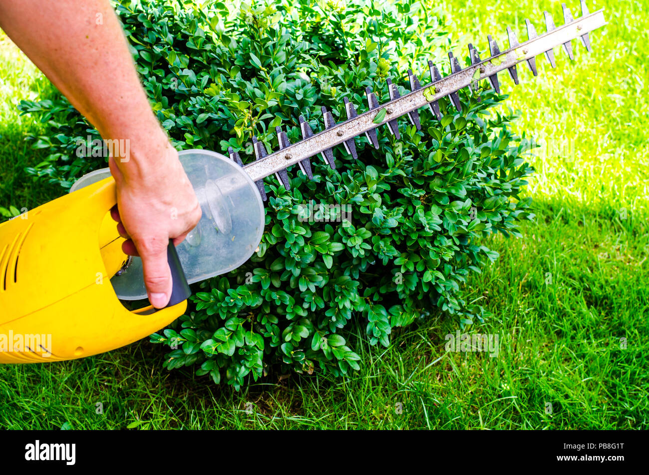Care of the garden. Cutting bushes and conifers. Studio Photo Stock
