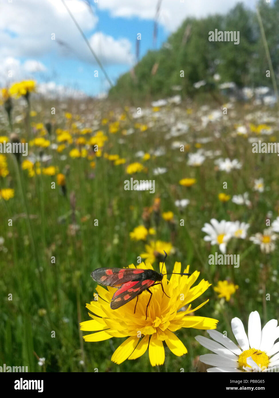 Wildflower meadow uk insects hi-res stock photography and images - Alamy