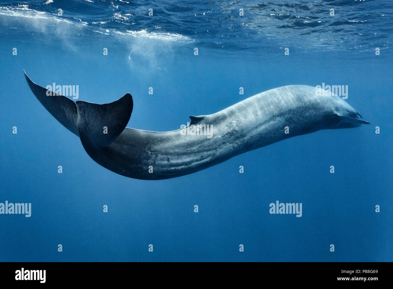 Blue whale (Balaenoptera musculus) swimming in s motion, Sri Lanka, Indian Ocean. Stock Photo