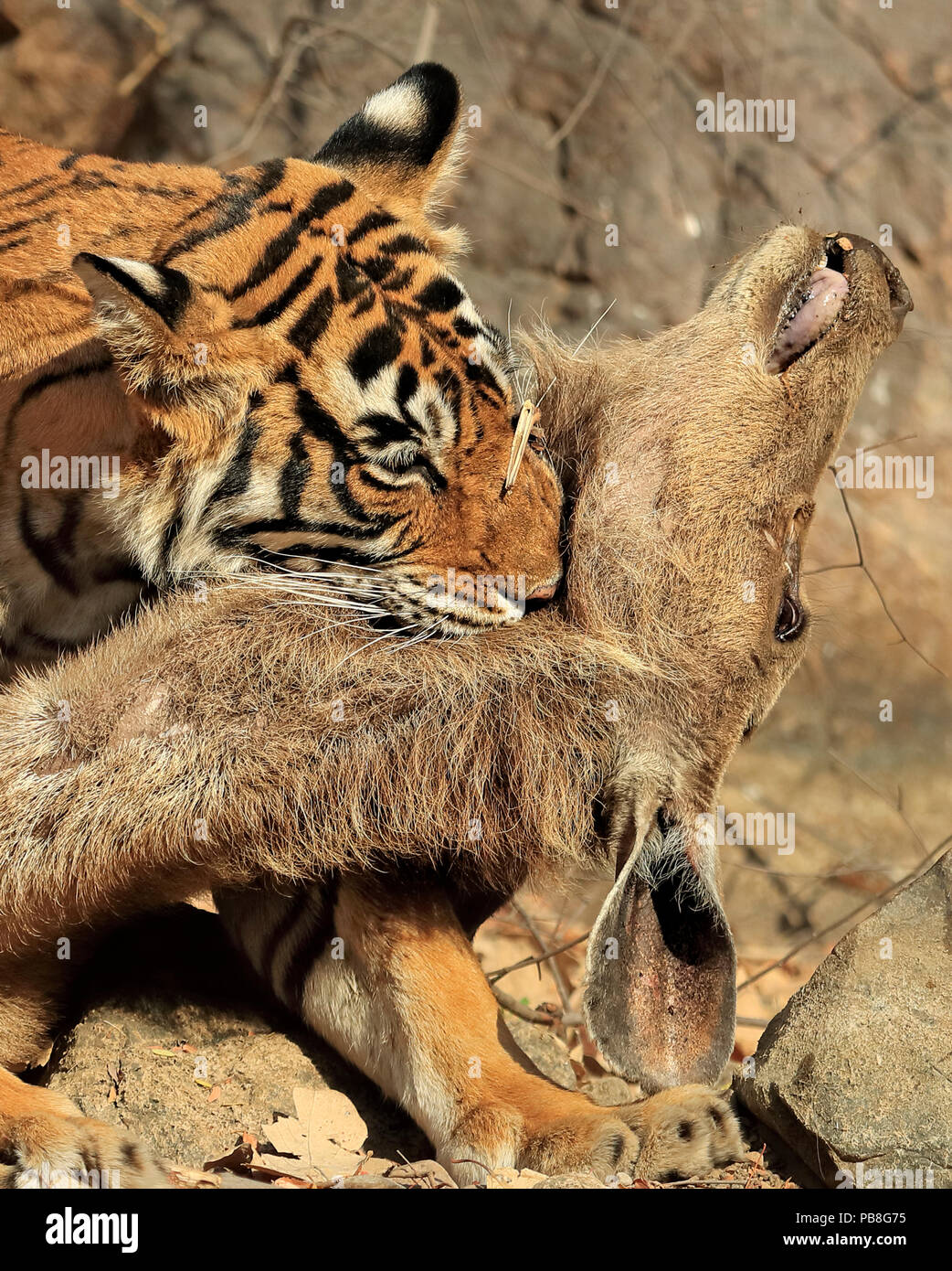 Tiger hunting deer hi-res stock photography and images - Alamy Tiger hunting deer hi-res stock photography and images - Alamy