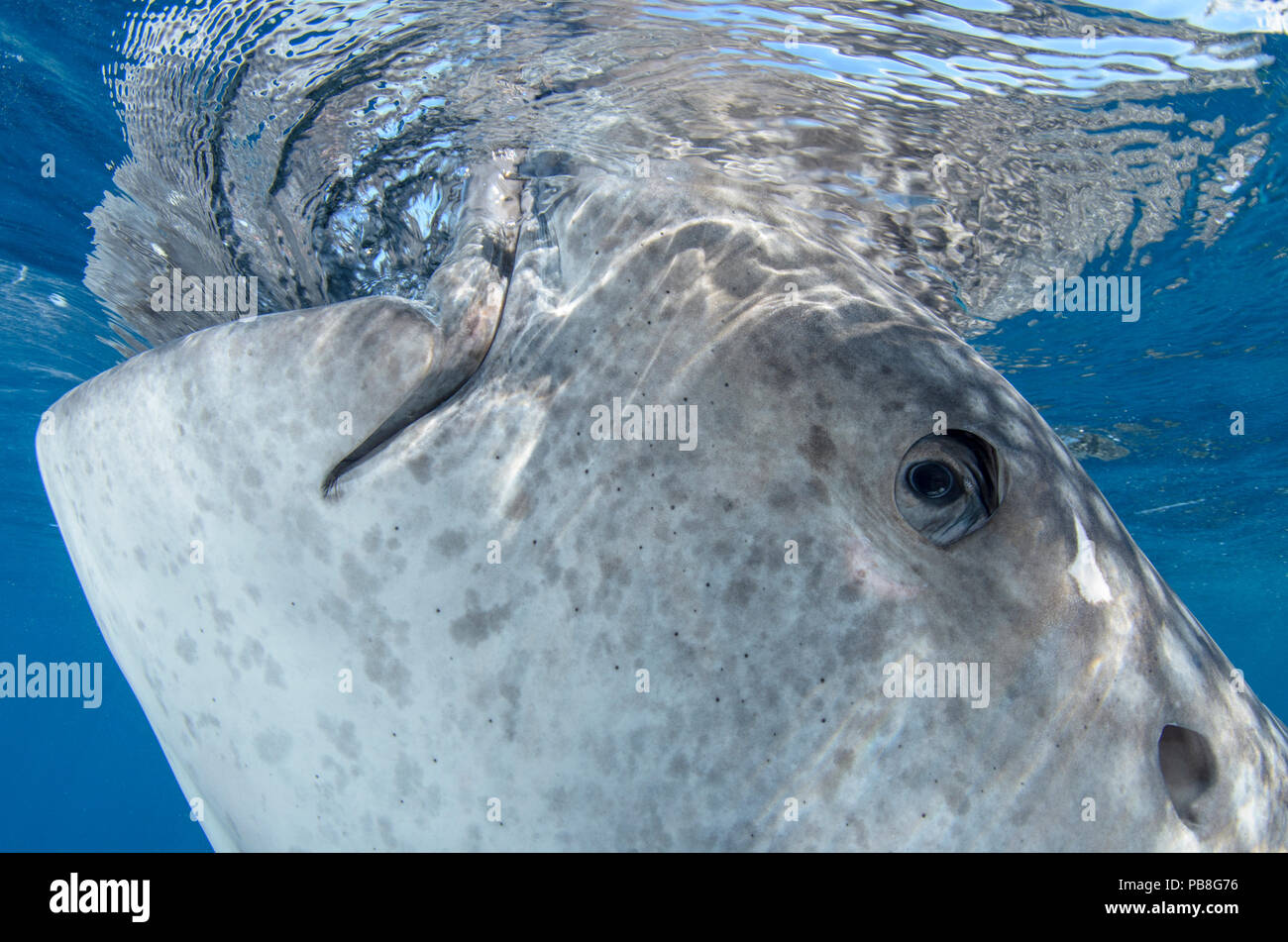Whale shark (Rhincodon typus) at surface of water, Cenderawasih Bay, West Papua. Indonesia. Winner of the Man and Nature Portfolio Award in the Terre Sauvage Nature Images Awards Competition 2015. Stock Photo