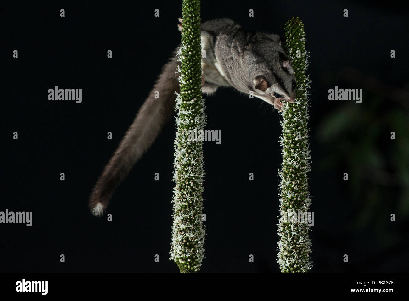 Sugar Glider Australia High Resolution Stock Photography And Images Alamy