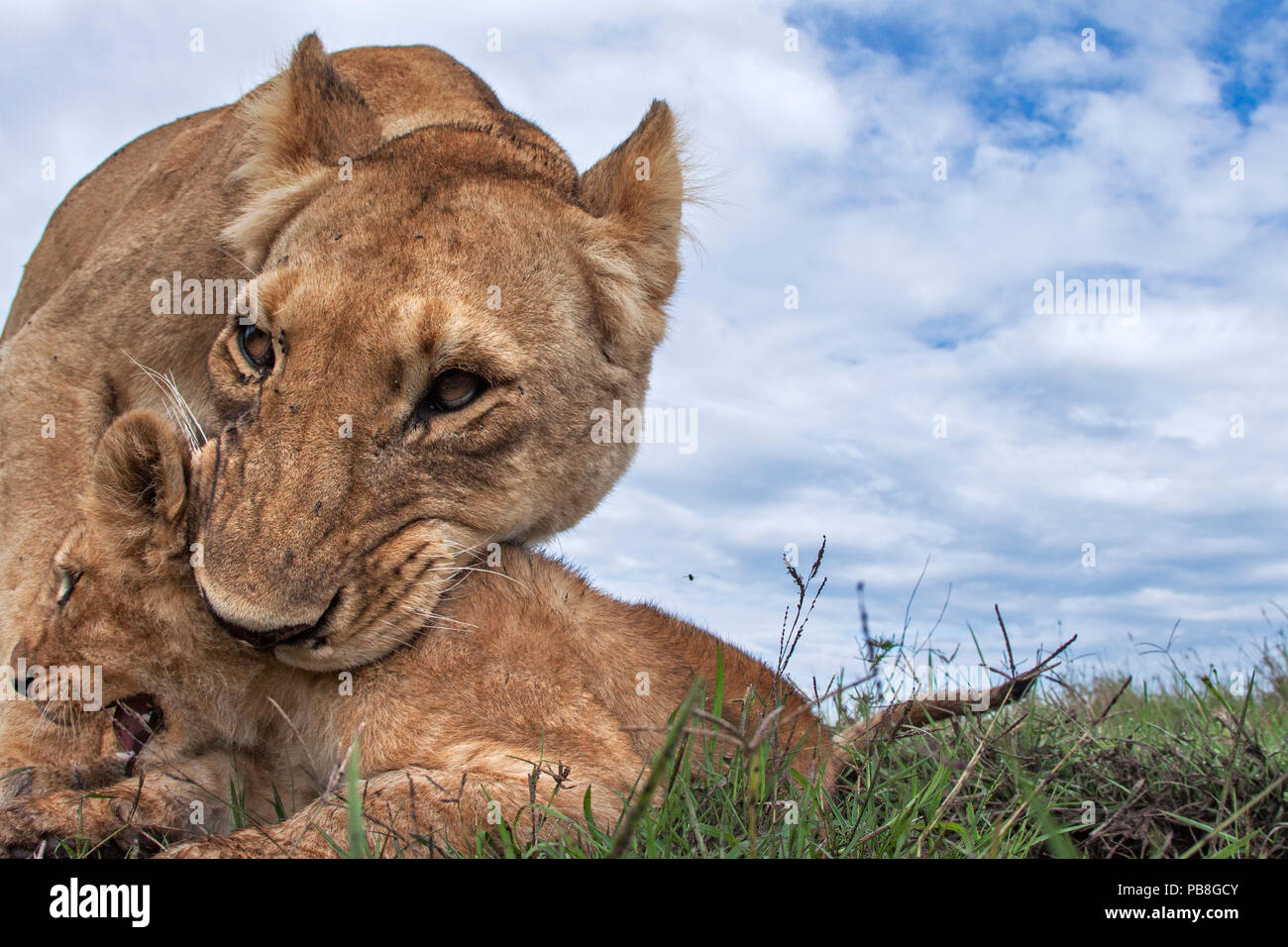 Lioness (Panthera leo) trying to pick up a cub aged about 2 months in her mouth, Maasai Mara National Reserve, Kenya. Taken with remote wide angle camera. Stock Photo
