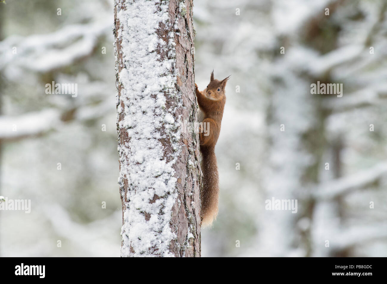 Red squirrel (Sciurus vulgaris) climbing (Pinus sp) tree in winter, Black Isle, Scotland, UK. February Stock Photo