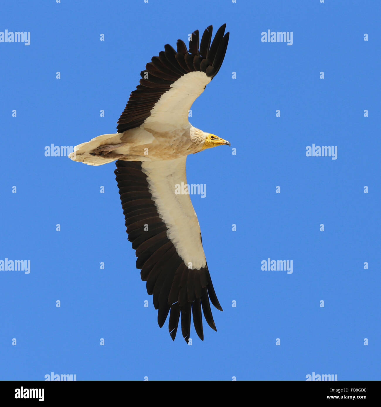 My Image 30