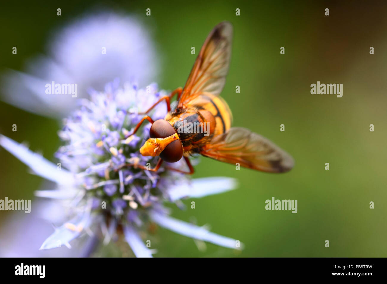 Thunder flies insects hi-res stock photography and images - Alamy