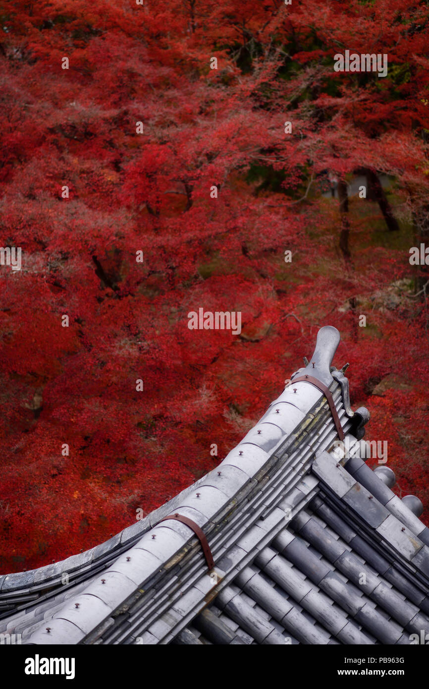 Artistic view of traditional Japanese temple building roof with clay tile, Kawara, in colorful autumn scenery at Nanzen-ji Zen Buddhist temple complex Stock Photo