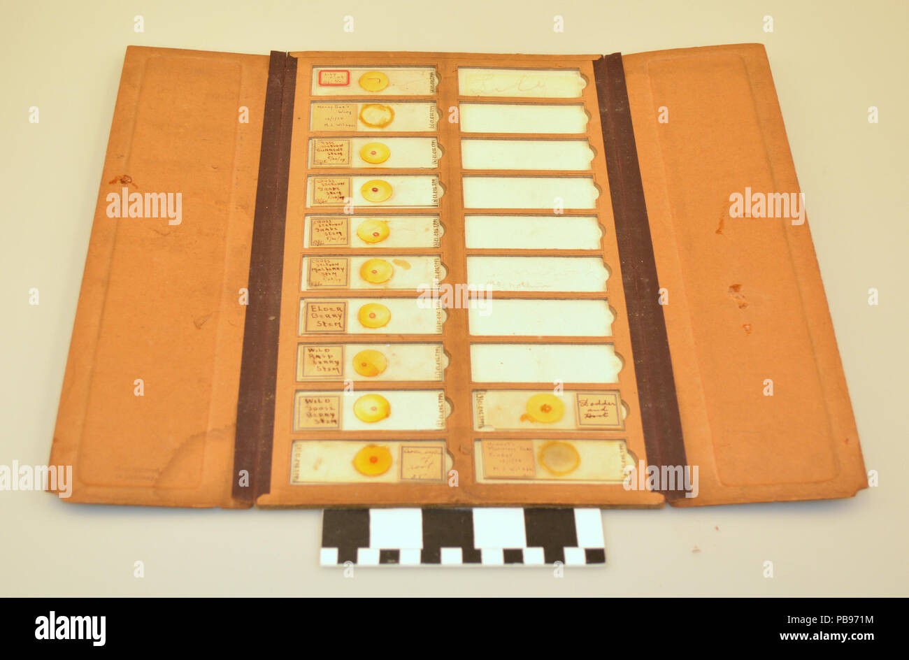 1042 Microscope Specimen Slide Set Stock Photo Alamy