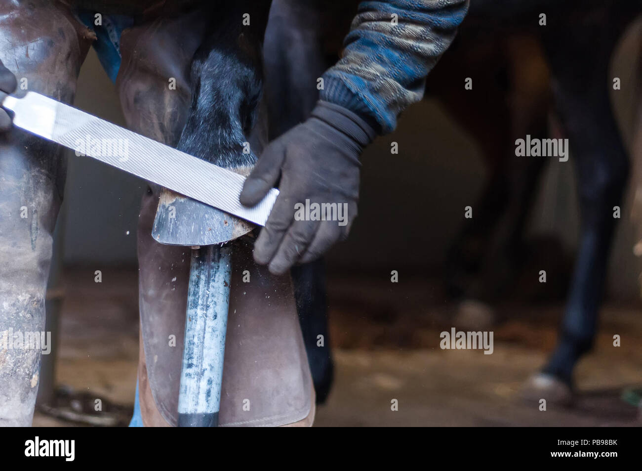 Blacksmith putting up the metal horse shoes to the horses hooves Stock