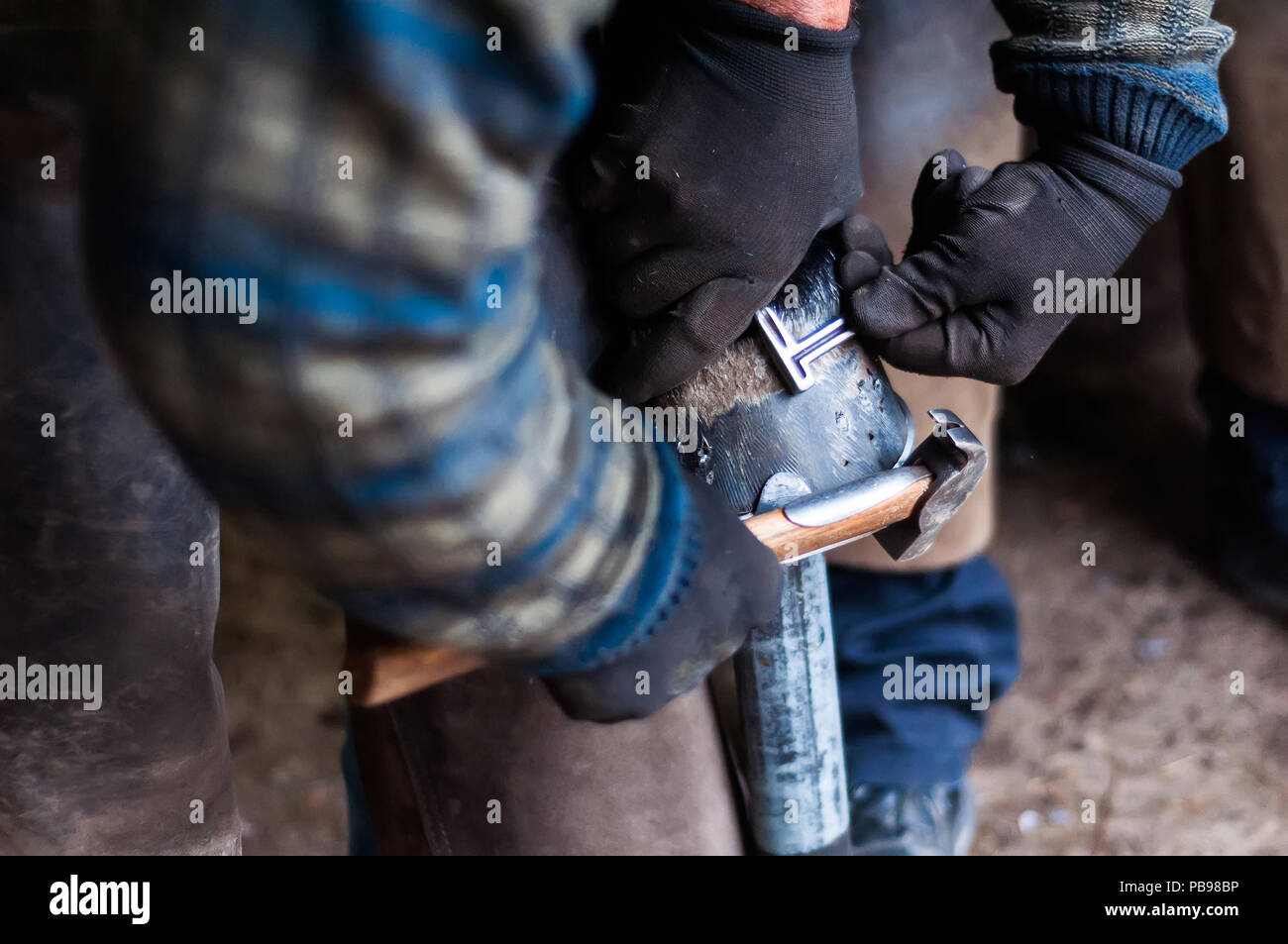 Blacksmith putting up the metal horse shoes to the horses hooves Stock