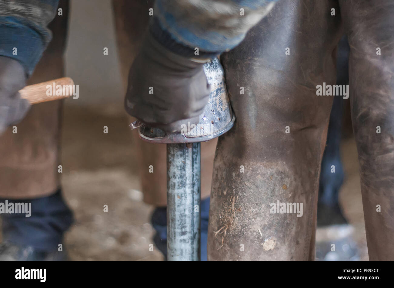 Blacksmith putting up the metal horse shoes to the horses hooves Stock