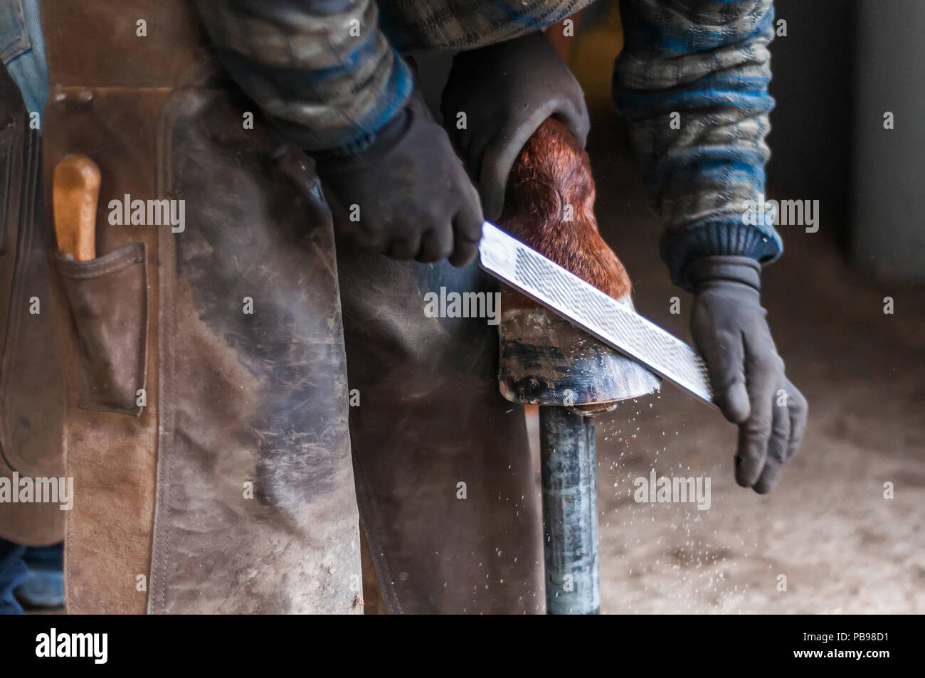 Blacksmith putting up the metal horse shoes to the horses hooves Stock
