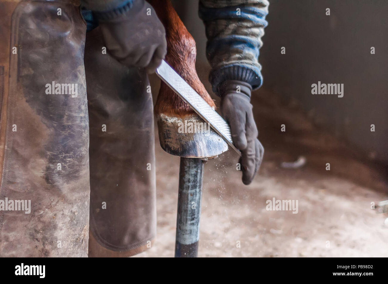 Blacksmith putting up the metal horse shoes to the horses hooves Stock