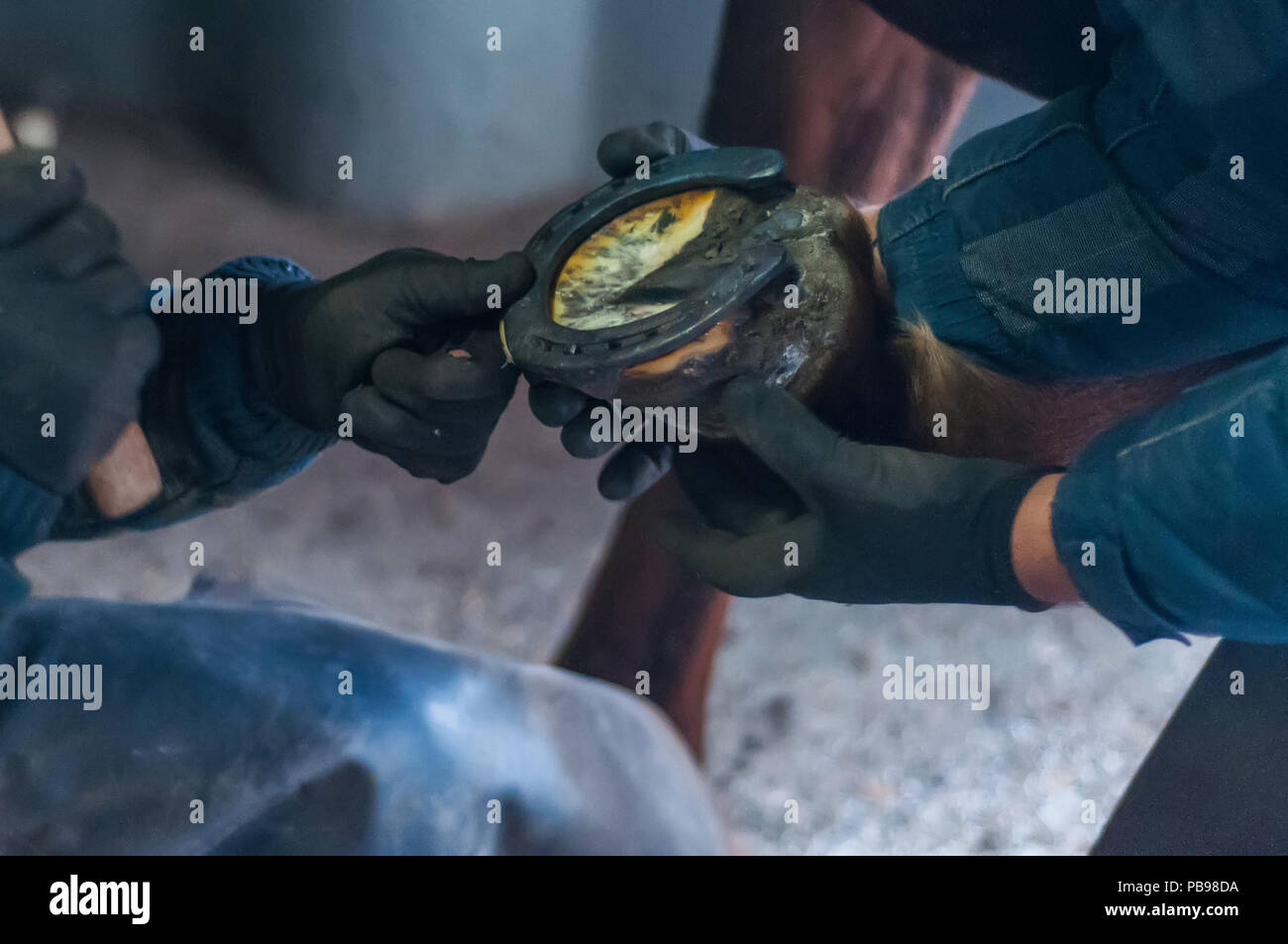 Blacksmith putting up the metal horse shoes to the horses hooves Stock