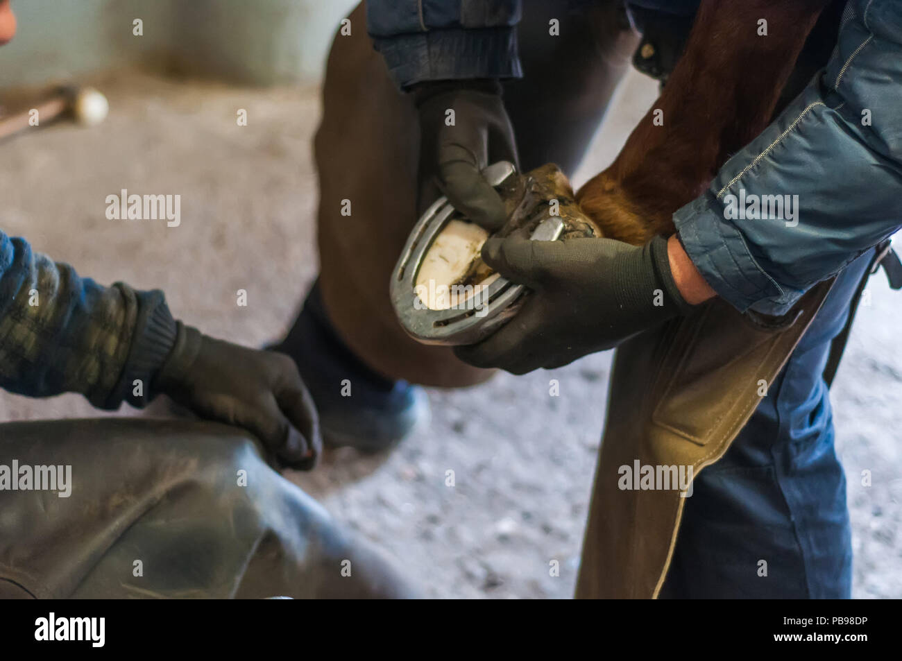 Blacksmith putting up the metal horse shoes to the horses hooves Stock Photo Alamy