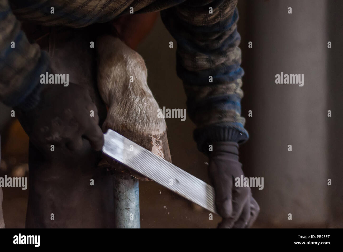 Blacksmith putting up the metal horse shoes to the horses hooves Stock