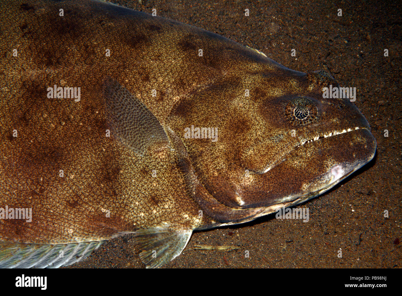 Indian Halibut, also known as Australian Halibut and Bigmouth Halibut, Psettodes erumei. Tulamben, Bali, Indonesia. Bali Sea, Indian Ocean Stock Photo