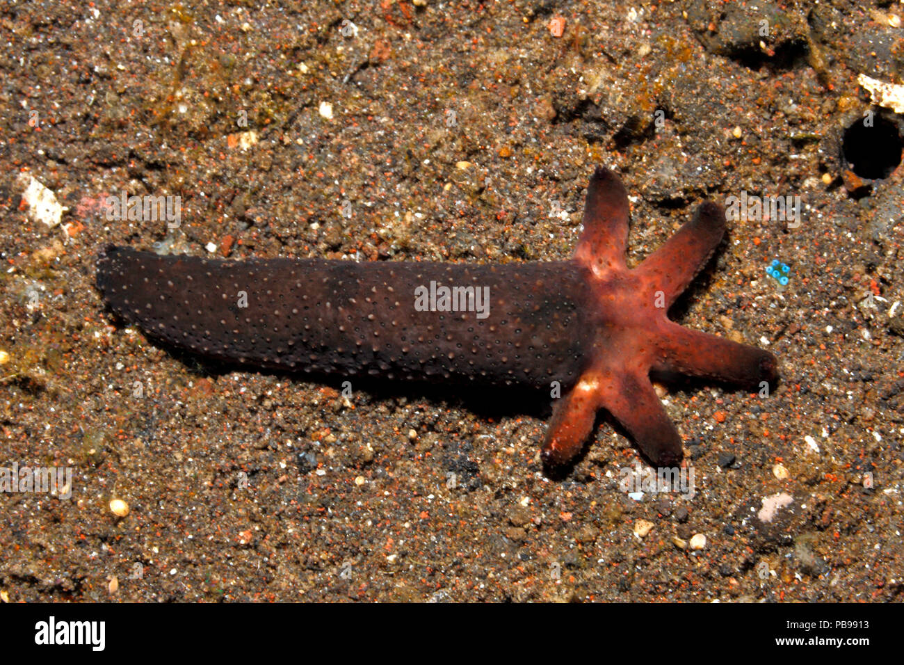 Luzon Sea Star, Echinaster luzonicus, showing a five arm regeneration growing from the stump of a 'parent' arm. Please see below for more information. Stock Photo