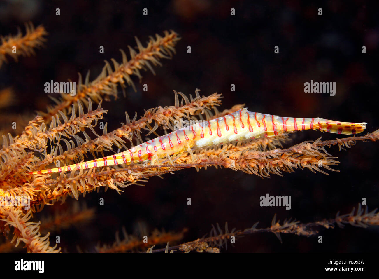 Banded Sawblade Shrimp, or Banded Tozeuma shrimp,Tozeuma armatum. Female with eggs. Tulamben, Bali, Indonesia. Bali Sea, Indian Ocean Stock Photo