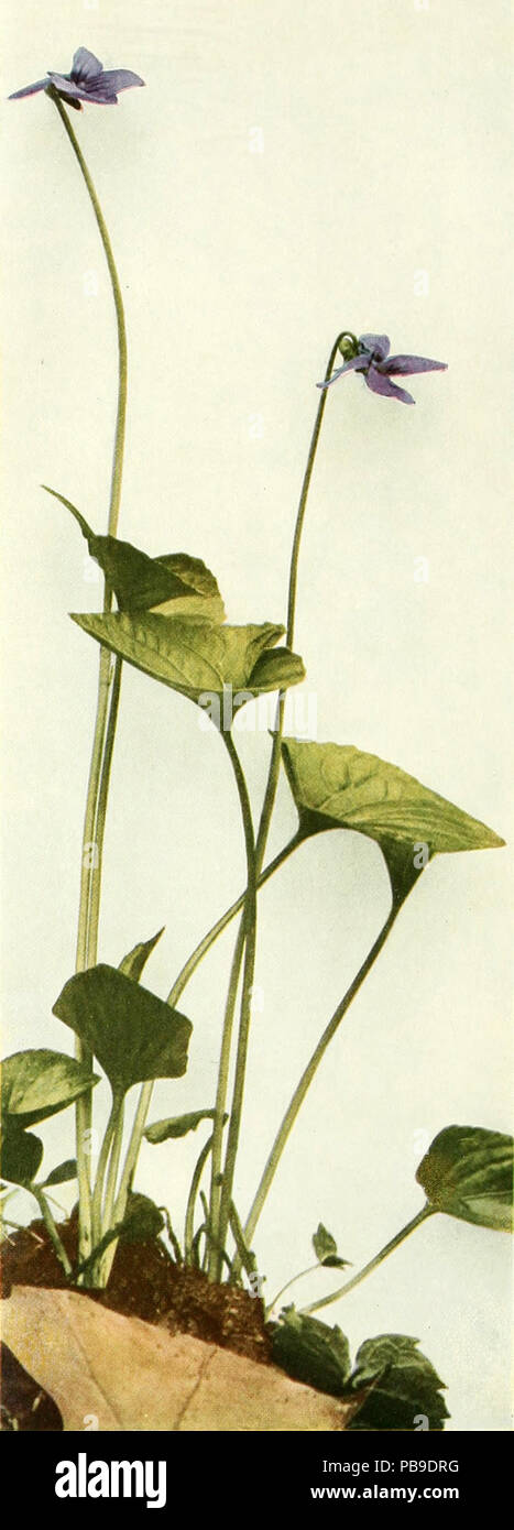 1821 Viola cucullata WFNY-138B Stock Photo