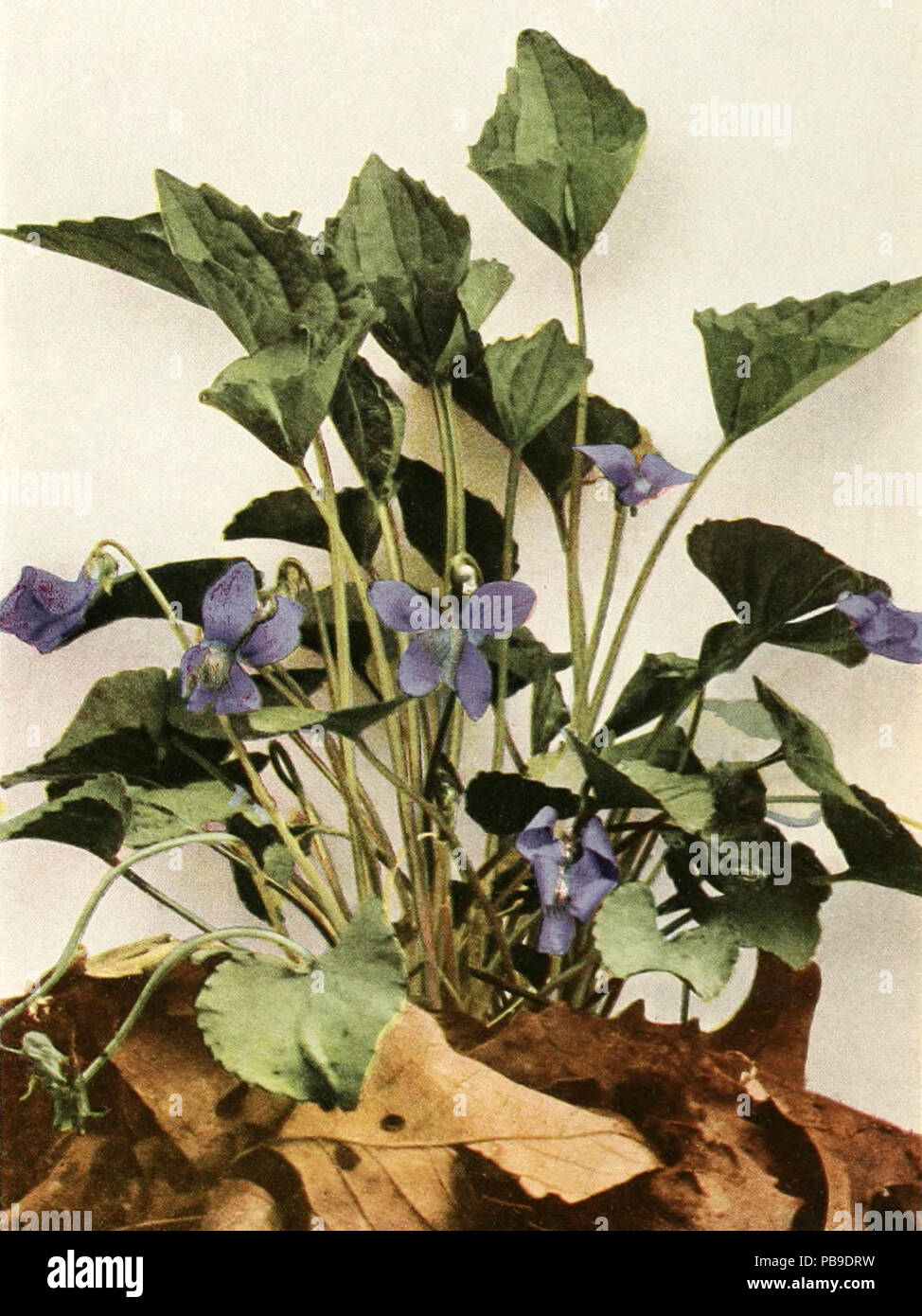 1821 Viola sororia var. affinis WFNY-135B Stock Photo