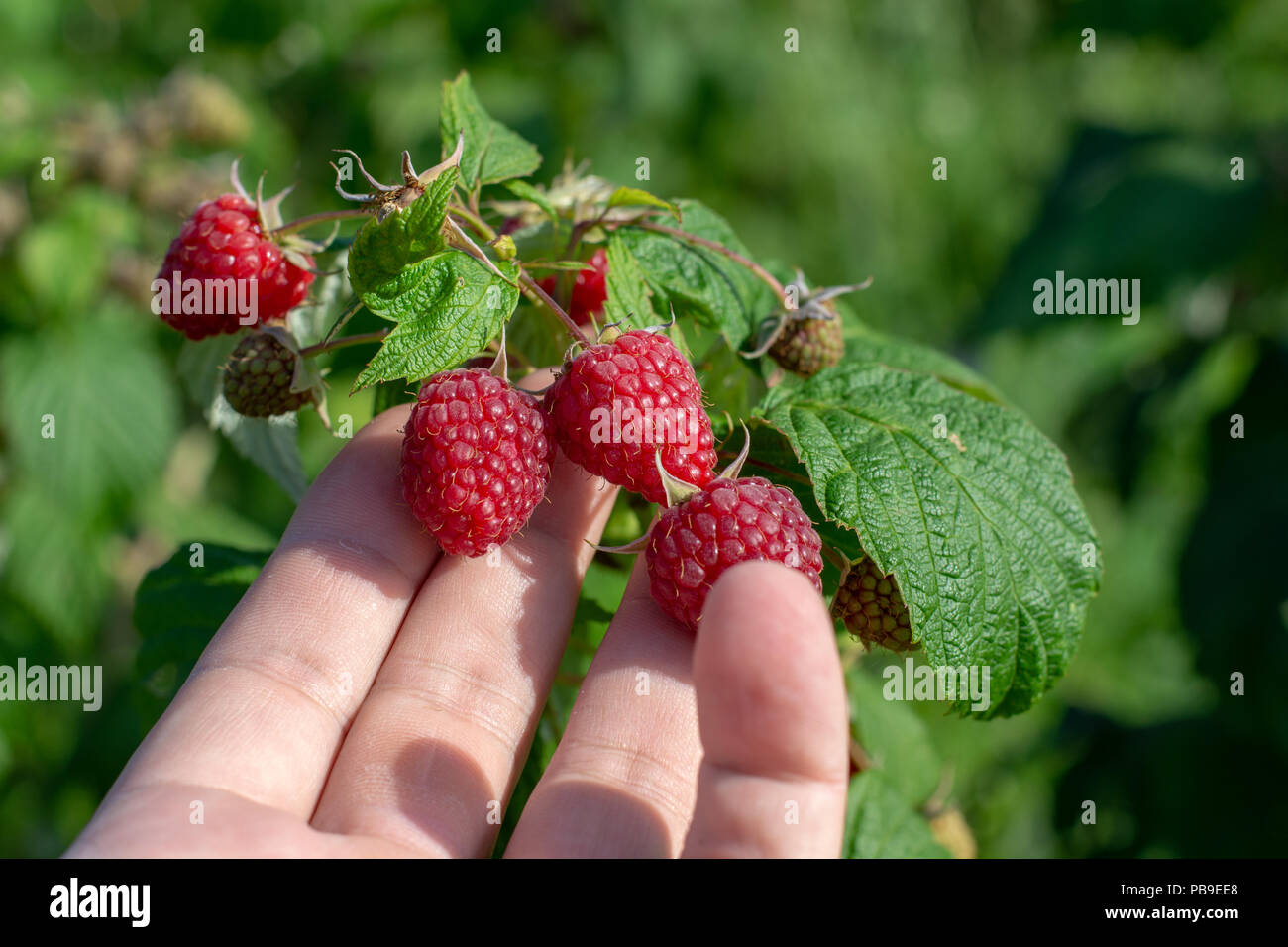 Raspberry picking. Male hands gathering organic raspberries. Selective focusvery shallow depth of field Stock Photo