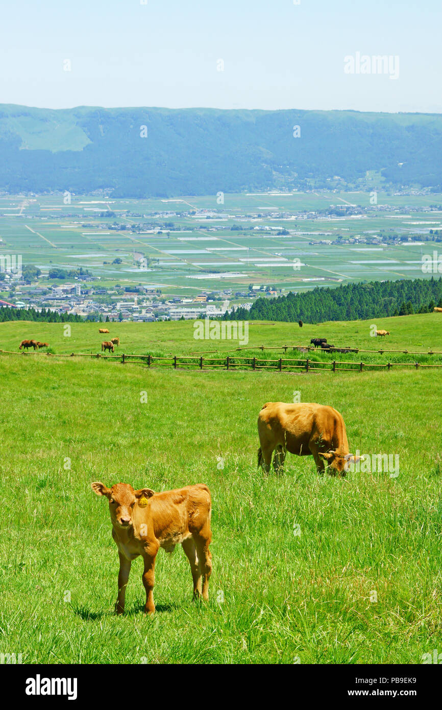 Cow and Calf Stock Photo - Alamy