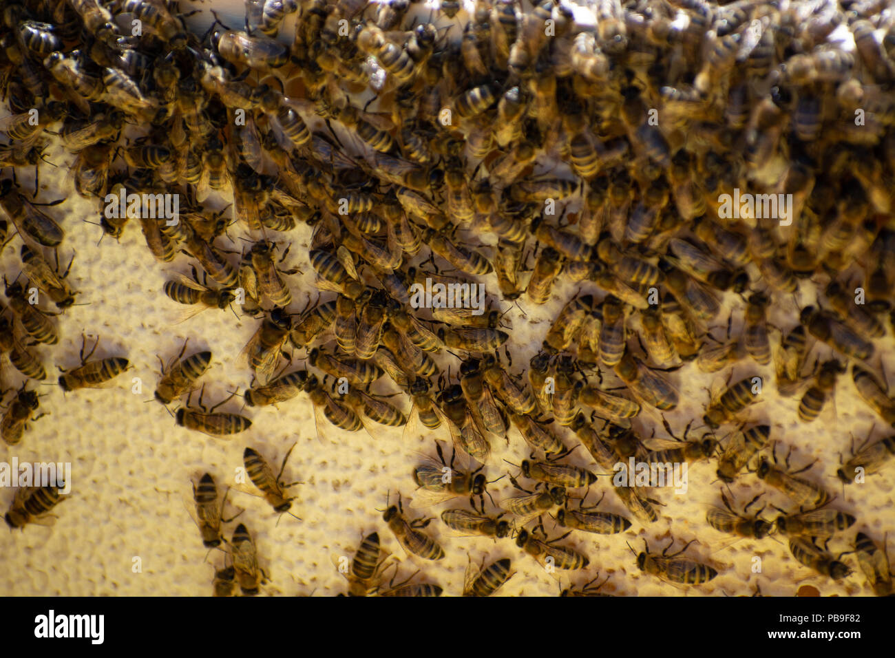 Frames of a bee hive. Beekeeper harvesting honey. Beekeeper Inspecting Bee Hive Stock Photo