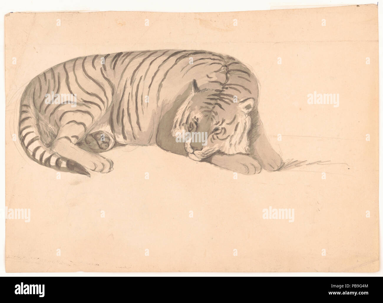 1748 Tiger, possibly a sketch for Schinz LCCN2002736930 Stock Photo
