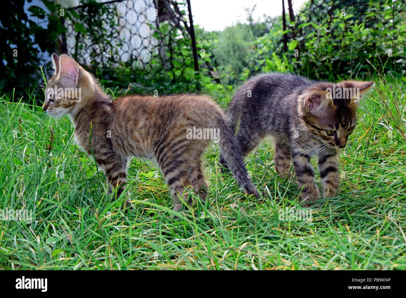 Two grey tabby kittens exploring the green environment in the grass