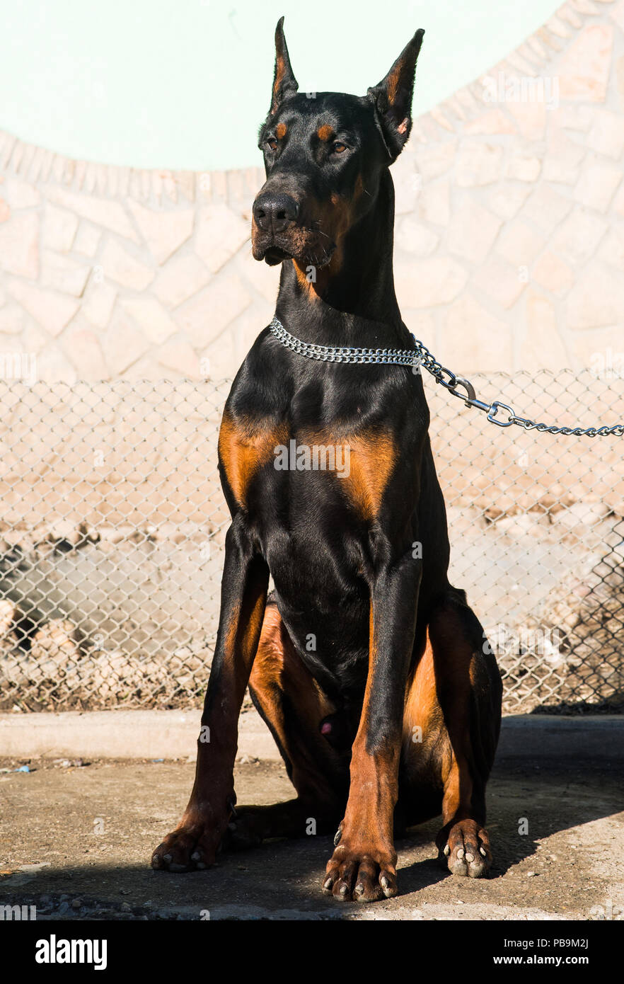 beautiful purebred brown Doberman dog champion sitting in the outdoors  Stock Photo - Alamy
