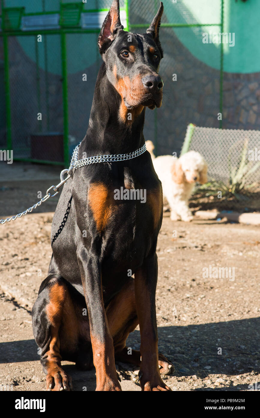 beautiful purebred brown Doberman dog champion sitting in the ...