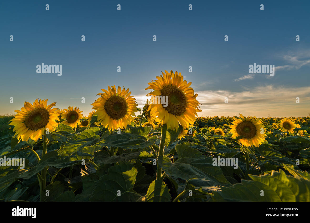 Sunflower in the sunflower field Stock Photo - Alamy