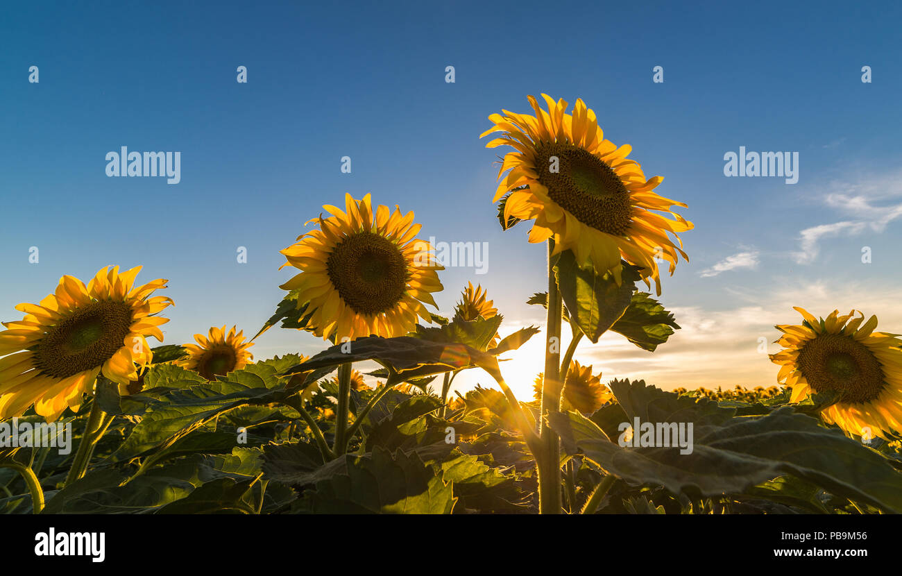 Sunflower in the sunflower field Stock Photo - Alamy